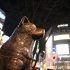 Hachiko