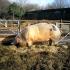 Hackney City Farm