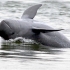 Irrawaddy River Dolphins