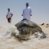 Jumeirah Turtle Rehabilitation