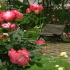 Princess Grace Rose Garden