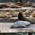 Sea Lions Pier 39