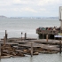 Sea Lions Pier 39