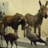 Zurich Zoological Museum