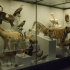 Zurich Zoological Museum