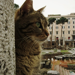 Roman Cat Sanctuary at Largo di Torre Argentina