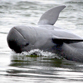 Irrawaddy River Dolphins