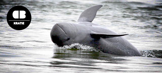 irrawaddy dolphin irrawaddy dolphin