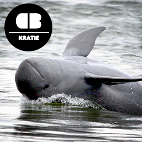 Irrawaddy River Dolphins