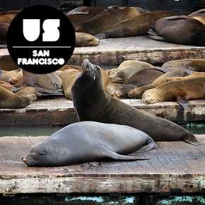 Sea Lions Pier 39