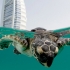 Jumeirah Turtle Rehabilitation