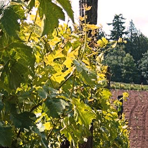 Bainbridge Island Vineyards and Winery Tour