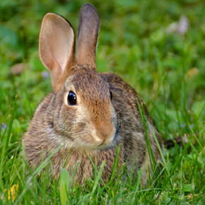 Bunny Park