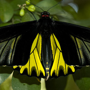 Butterfly Garden & Insectarium