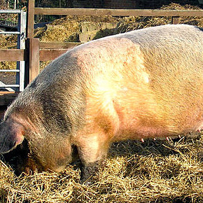 Hackney City Farm