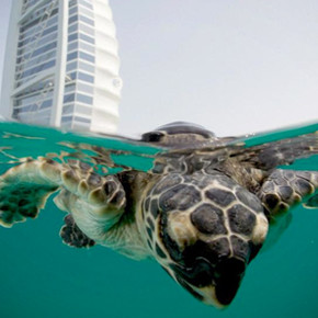 Turtle Feeding at the Dubai Turtle Rehabilitation Project