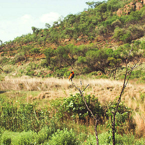 Klipriviersberg Nature Reserve