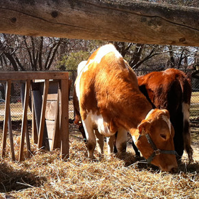 Riverdale Farm