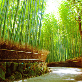 Sagano Bamboo Forest