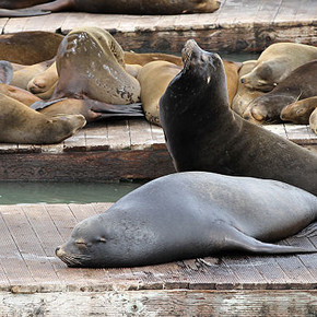 Sea Lions at Pier 39